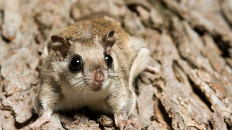 Southern Flying Squirrel (Glaucomys volans) Image
