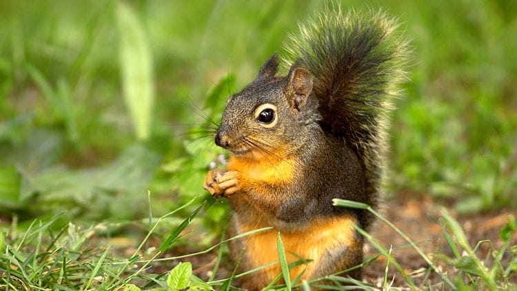 Douglas Squirrel (Tamiasciurus douglasii) Image