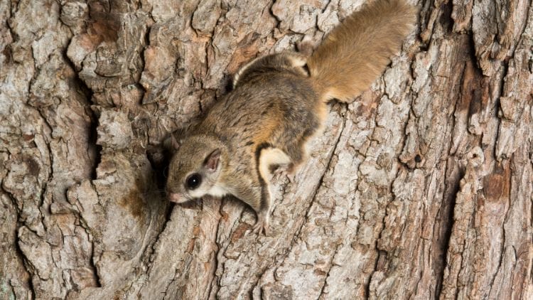Southern Flying Squirrel (Glaucomys volans) Image