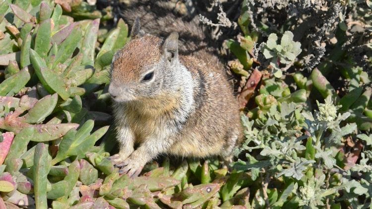 California Ground Squirrel (Otospermophilus beecheyi) Image