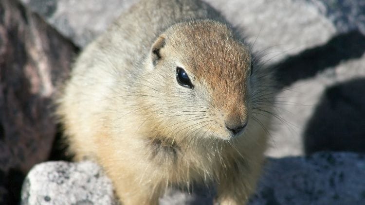 Arctic Ground Squirrel (Spermophilus parryii) Image