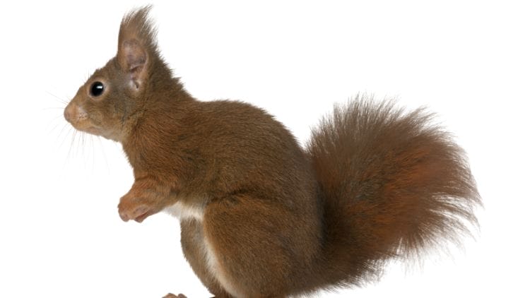 Eurasian Red Squirrel (Sciurus vulgaris) Image
