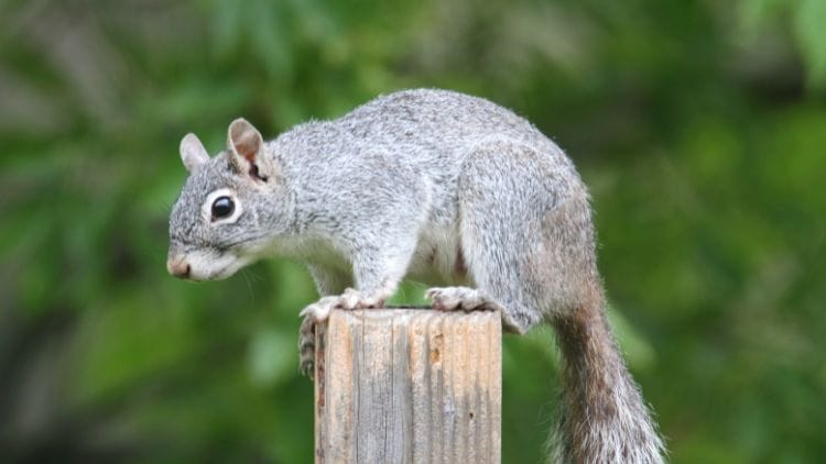 Arizona Gray Squirrel (Sciurus arizonensis) Image