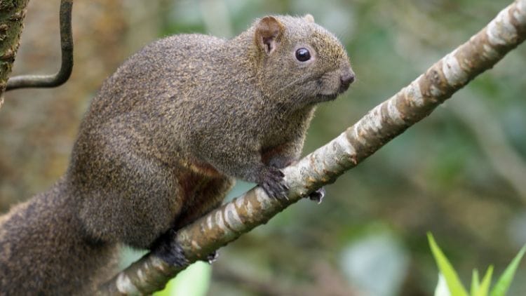 Pallas's Squirrel (Callosciurus erythraeus) Image