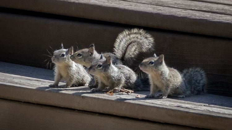 Squirrel Facts image