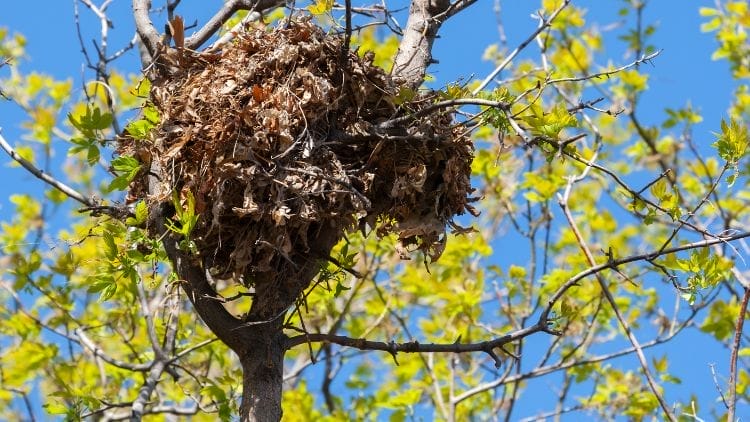 Squirrels nest Image