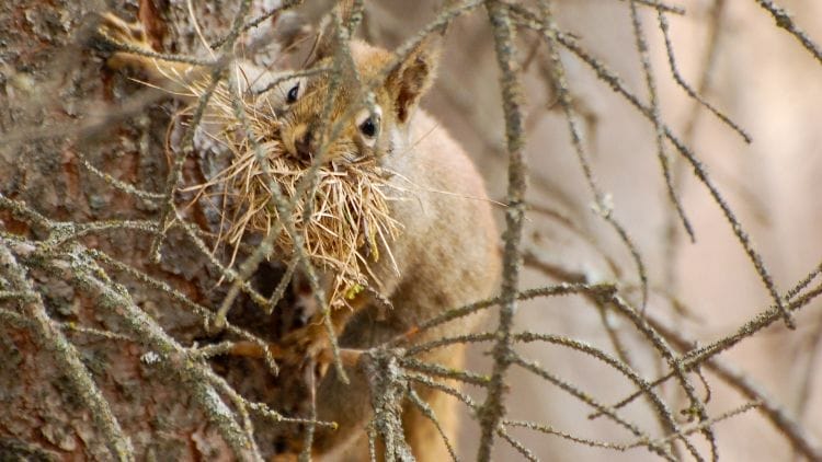 Eastern Gray Squirrel Nests Image