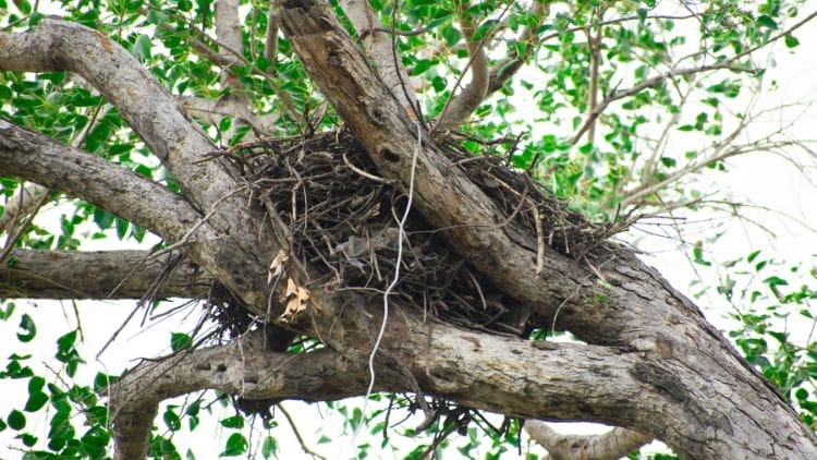 Other Squirrel Nests Image