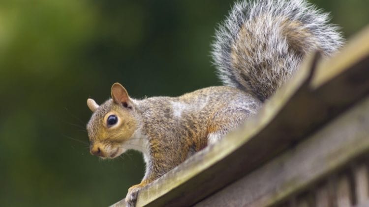 What do grey squirrels look like image