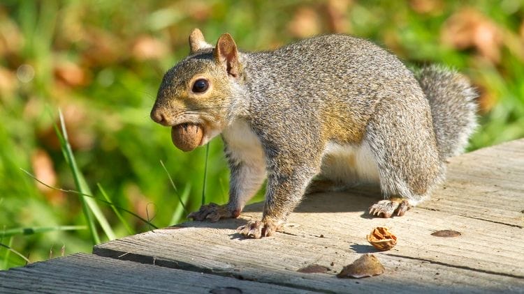 grey squirrels eating Image