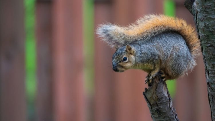 Fox squirrel image