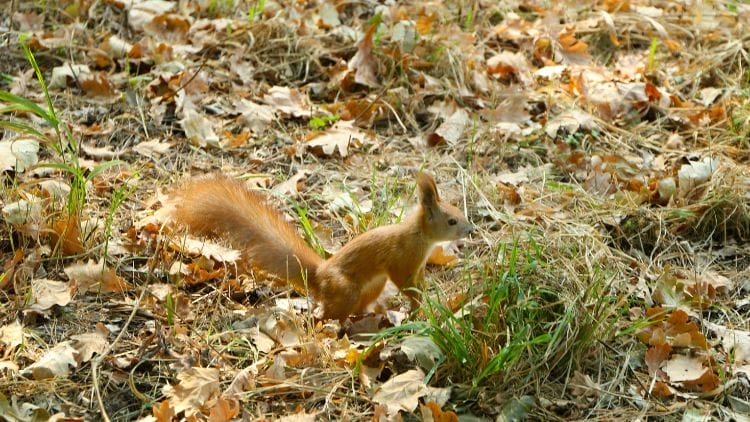 Fox squirrel Habitat Image