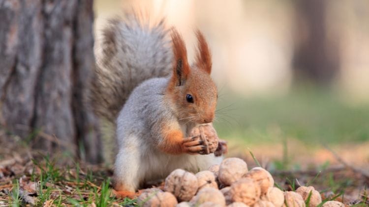 Squirrel Adaptation Image