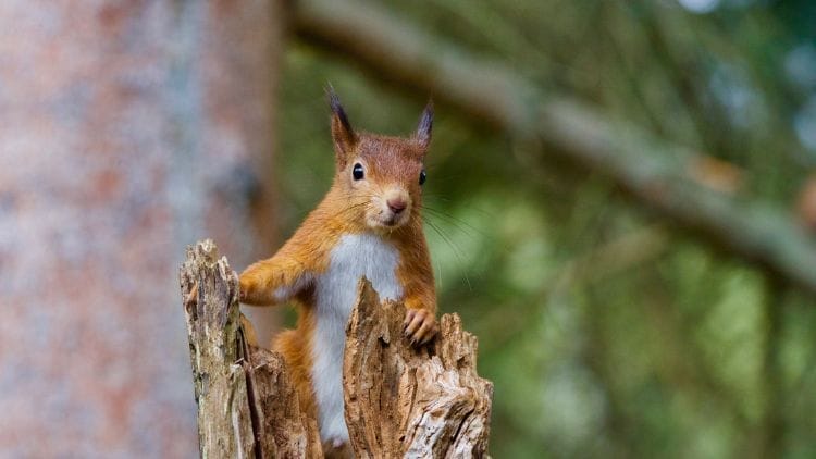 Squirrel Physical Injuries and Other Risks