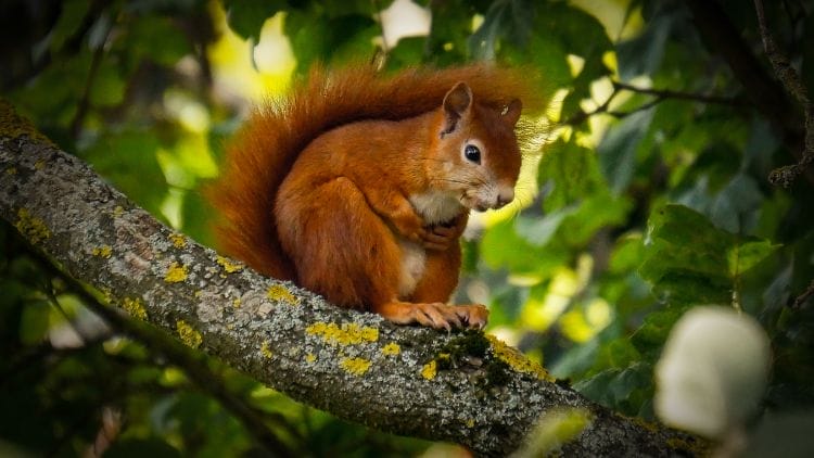 Are Squirrels Dangerous?