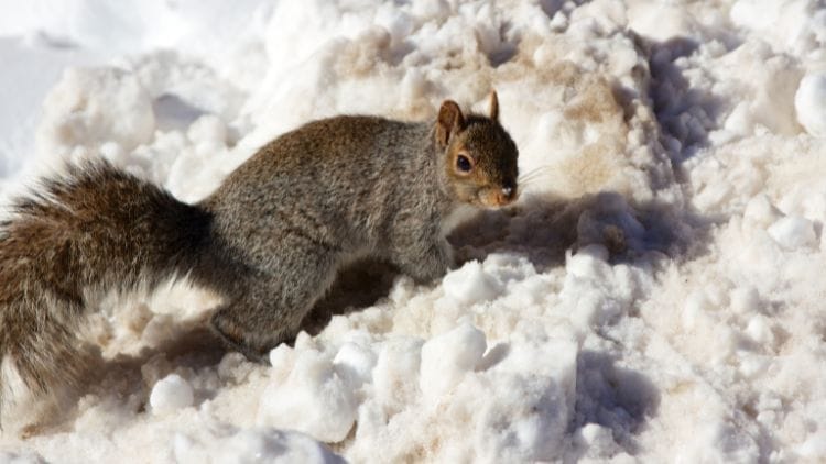 Squirrel Winter Survival Strategies Image