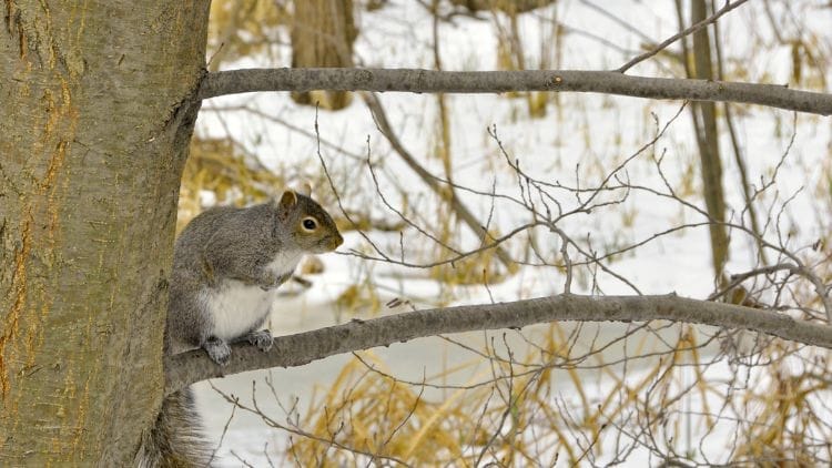 Squirrel Adaptations for Winter Image