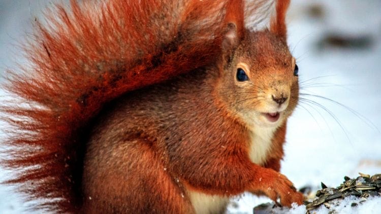 How Squirrels Stay Warm in Winter