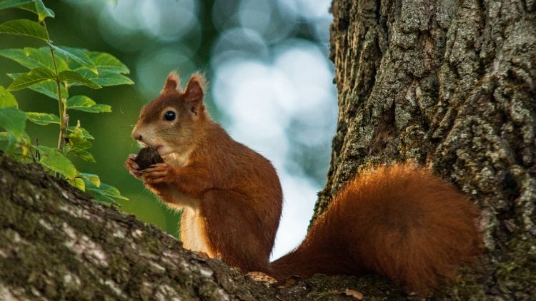 What do squirrels like to eat the most