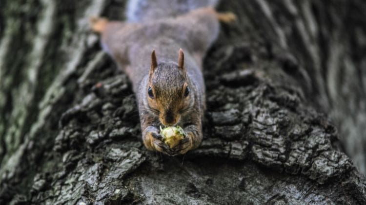 What food do squirrels like Image