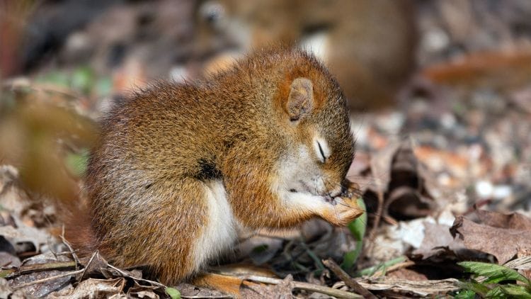 What do baby squirrels look like eat