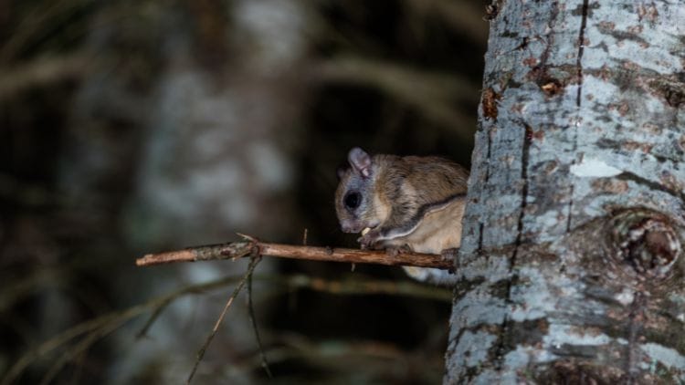 flying squirrels nocturnal