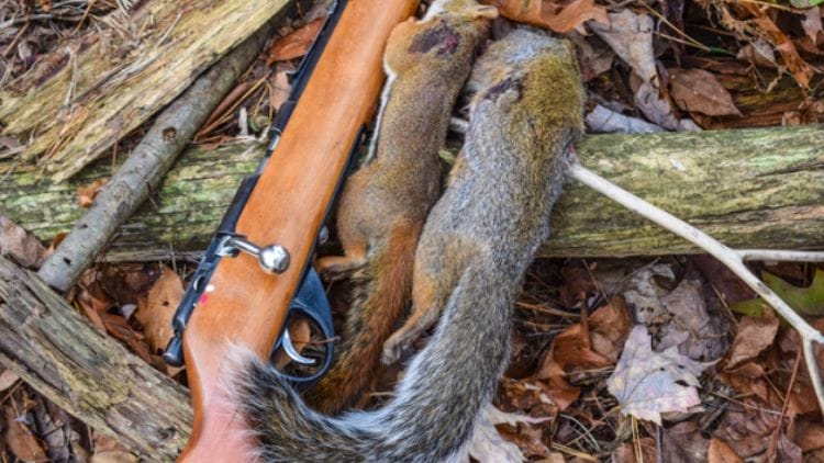  kill a squirrel gun
