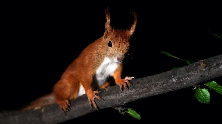  red squirrels nocturnal