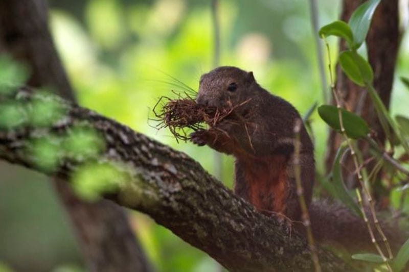 Squirrel Nesting