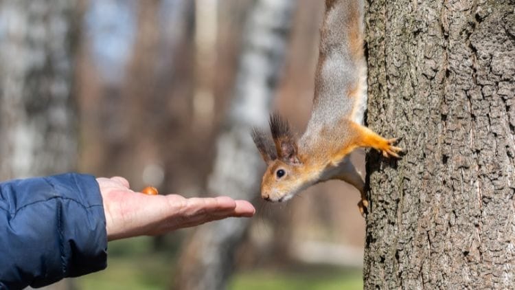 squirrels feed