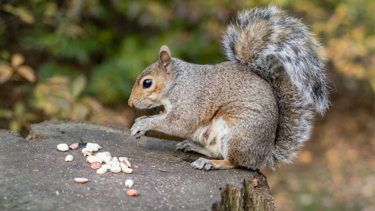 squirrels feed nuts