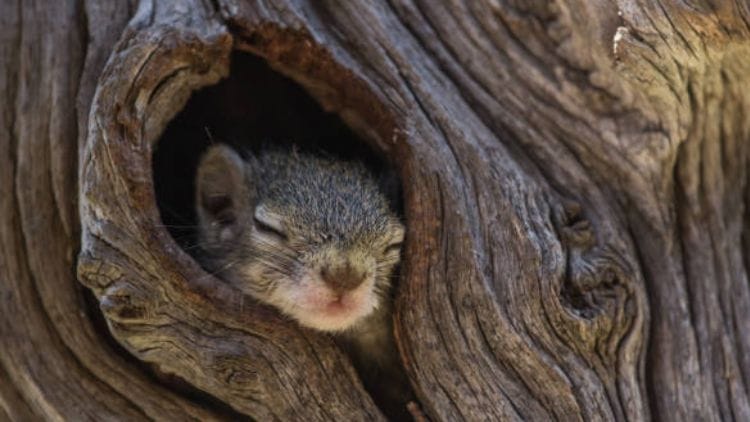 Tree hole Squirrels Sleep