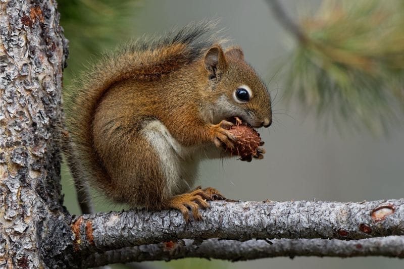 American Red Squirrel eating food